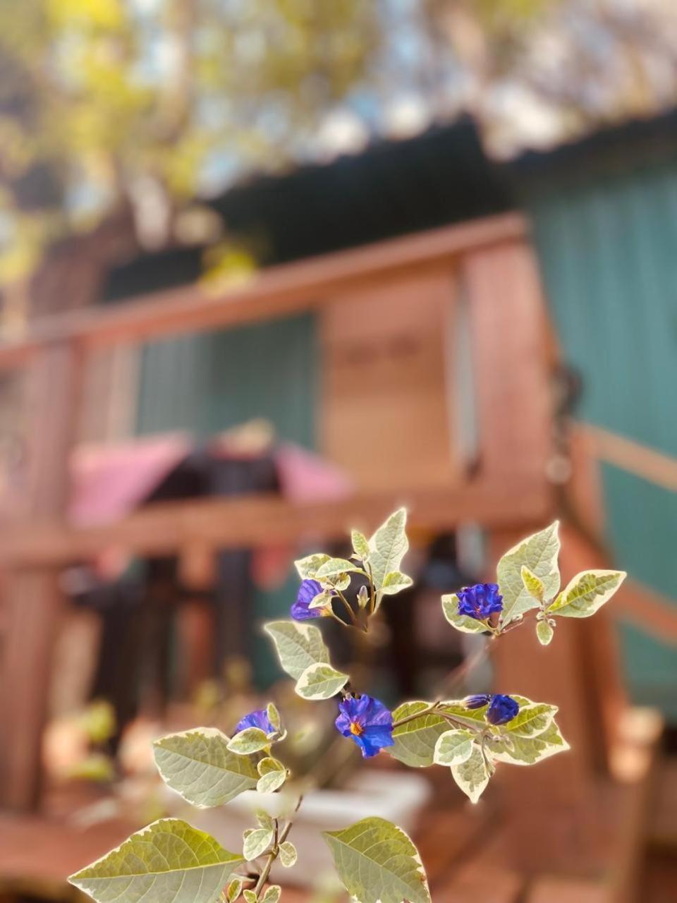 Container Em Frente Ao Parque Do Passauna Em - Ac, Deck, Natureza, Parque Apartment *